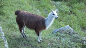 Llama again!